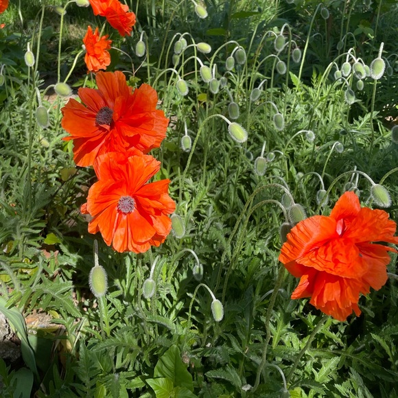 Meet your Posher, Jessica - Picture 1 of 1